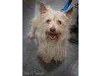 Adopt Lucky a White Westie, West Highland White Terrier / Mixed dog in