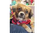 Adopt Mabel a Tibetan Spaniel / Mixed Breed (Medium) dog in Summerville
