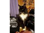 Adopt Big Boy a Black & White or Tuxedo Domestic Longhair (long coat) cat in