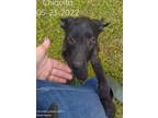 Adopt Chiquita the Lab Mix Puppy a Black Labrador Retriever / Mixed dog in