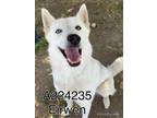 Adopt a White Husky / Mixed dog in Visalia, CA (34761744)