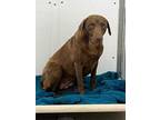 Adopt 50255709 a Brown/Chocolate Labrador Retriever / Mixed dog in Bryan