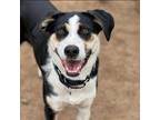 Adopt Shining Shiloh a Tricolor (Tan/Brown & Black & White) German Shepherd Dog