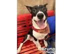 Adopt Bruno a Black American Pit Bull Terrier / Mixed dog in Gulfport