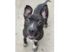 Adopt Zuly a Black American Pit Bull Terrier / Mixed dog in Chicago