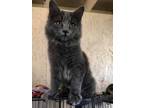 Adopt Mesilla a Gray or Blue Russian Blue / Domestic Mediumhair / Mixed cat in