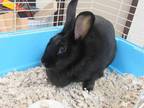 Adopt WILMA a Black Other/Unknown / Mixed rabbit in Derwood, MD (34760842)