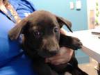 Adopt PUPPY4 a Black German Shepherd Dog / American Pit Bull Terrier / Mixed dog