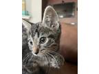 Adopt Luna a Gray or Blue American Shorthair / Mixed (short coat) cat in Corona