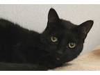 Adopt PARIS a All Black Oriental / Mixed (short coat) cat in Tucson
