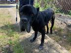 Adopt A114897 a Black Mastiff / Mixed dog in Dallas, TX (34761328)
