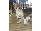 Adopt Yoshi a Gray or Blue (Mostly) Domestic Shorthair / Mixed (short coat) cat