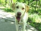 Adopt Sunflower a Tan/Yellow/Fawn Labrador Retriever / Mixed dog in Boulder