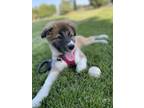 Adopt Luna a Tricolor (Tan/Brown & Black & White) German Shepherd Dog / Labrador