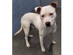 Adopt Jagger-NOT AVAILABLE UNTIL 05/30 a White American Pit Bull Terrier / Mixed