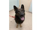 Adopt Duncan a Black German Shepherd Dog / Mixed dog in Fishers, IN (34760973)