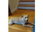 Adopt Caesar a Tan/Yellow/Fawn - with White Rat Terrier / Feist / Mixed dog in
