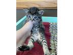 Adopt SQUIGGY a Brown Tabby Domestic Shorthair / Mixed (short coat) cat in Fruit