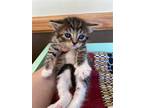 Adopt CARMINE a Brown Tabby Domestic Shorthair / Mixed (short coat) cat in Fruit