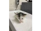 Adopt DRAGON a Brown Tabby Domestic Mediumhair / Mixed (medium coat) cat in