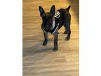 Adopt KJ a Black Schnauzer (Miniature) / Mixed dog in Beavercreek, OH (34747771)