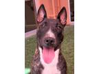 Adopt Presley a Brindle Bull Terrier / Mixed dog in Farmington, NM (34760903)