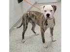 Adopt Tiger Lily a White American Pit Bull Terrier / Boxer / Mixed dog in Kansas