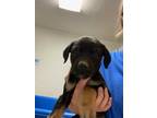 Adopt MARY ANN a Black Mastiff / Mixed dog in Bakersfield, CA (34760762)