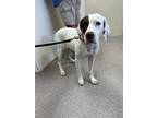 Adopt Dixie a White - with Brown or Chocolate German Shorthaired Pointer / Mixed