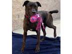 Adopt LADYBIRD a Brindle American Pit Bull Terrier / Mixed dog in Dayton