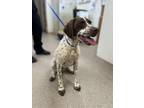 Adopt Solo a White - with Brown or Chocolate German Shorthaired Pointer / Mixed