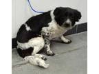 Adopt Sable a Black Mixed Breed (Medium) / Mixed dog in Farmington