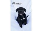 Adopt Maraca a Black - with White Terrier (Unknown Type, Medium) / Mixed Breed