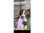 Adopt Bruno a Brown/Chocolate - with White Catahoula Leopard Dog / German