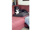Adopt Max a Black - with White Border Collie / American Pit Bull Terrier / Mixed