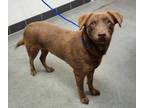 Adopt Hazel a Brown/Chocolate Mixed Breed (Medium) / Mixed dog in Farmington