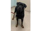 Adopt Ace a Black Rottweiler / Mixed dog in Fishers, IN (34760343)