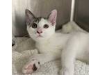 Adopt Uncle Grandpa a White Domestic Shorthair / Domestic Shorthair / Mixed cat