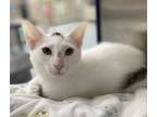Adopt Giant Realistic Flying Tiger a White Domestic Shorthair / Domestic