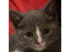 Adopt Tree Top a Gray or Blue Domestic Shorthair / Domestic Shorthair / Mixed