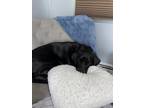 Adopt Shadow a Black Labrador Retriever / Mixed dog in Brockton, MA (34745908)