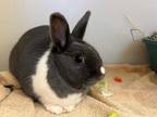 Adopt THUMPER a Grey/Silver Dutch / American / Mixed rabbit in Frederick
