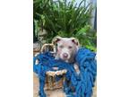 Adopt Zeke a Gray/Blue/Silver/Salt & Pepper American Pit Bull Terrier / Mixed