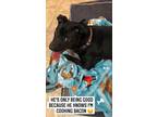 Adopt Duke a Black - with White Labrador Retriever / Mixed dog in Salisbury