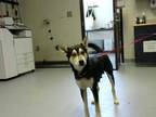 Adopt NUBE a Black - with Tan, Yellow or Fawn Husky / Mixed dog in Fayetteville
