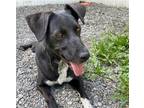 Adopt PICKLES a Black - with Gray or Silver Labrador Retriever / Mixed dog in