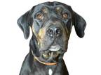 Adopt Carlisle a Black Mixed Breed (Large) / Mixed dog in Reno, NV (34760412)