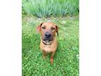 Adopt Stewy a Tan/Yellow/Fawn Black Mouth Cur / Mixed dog in Argyle