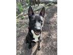 Adopt Mowgli a Black Shepherd (Unknown Type) / Mixed dog in Rochester Hills