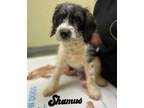 Adopt Shamus a Standard Schnauzer / Terrier (Unknown Type